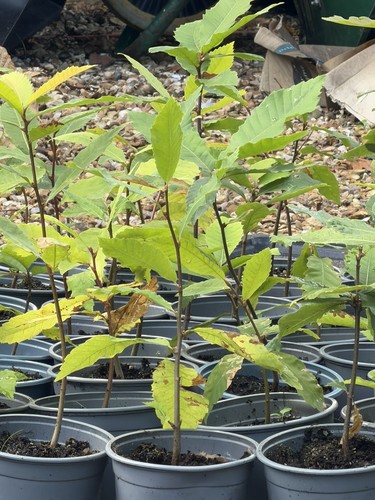 Sweet chestnut tree sapling - sweet,