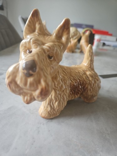 Slyvac beige scotty - slyvac,