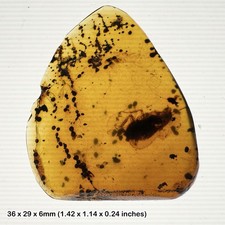 Burmese Cretaceous Amber with
