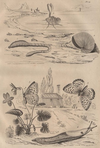 Lugworm argonaut paper - lugworm.argonaut, (paper