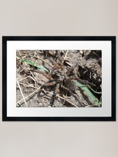 Wolf Spider in Kansas Framed