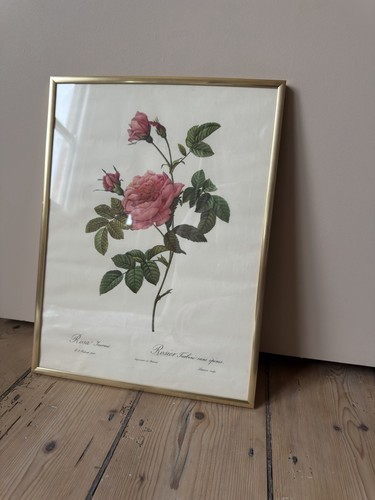 Antique pierre joseph - pierre-joseph, redouté