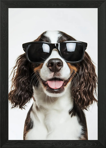 Cool english springer - cool,