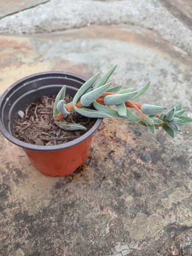 Crassula mesembryanthemoides - ,