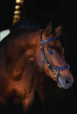 Horseware Micklem 2 Multi