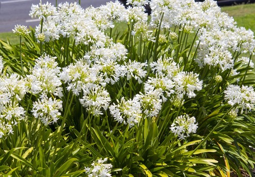 White lily the nile - of,