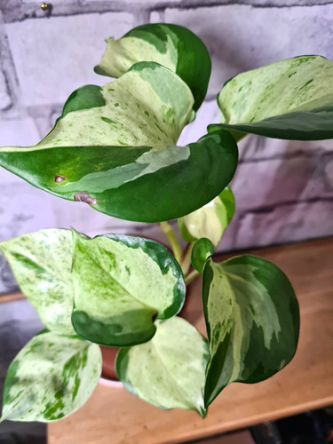Pothos manjula - pothos,