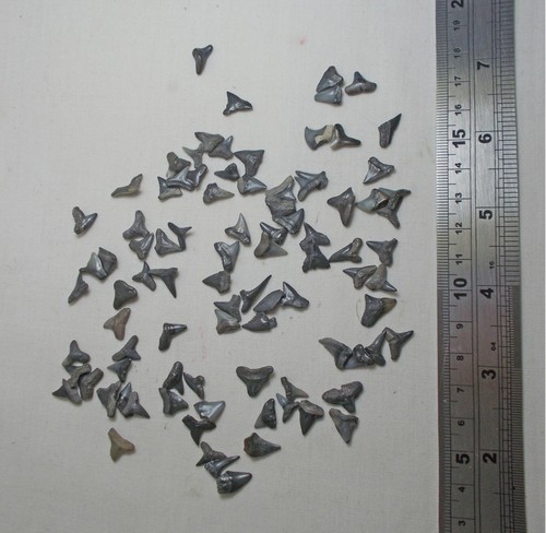 Fossils mixed bag - bag, shark's