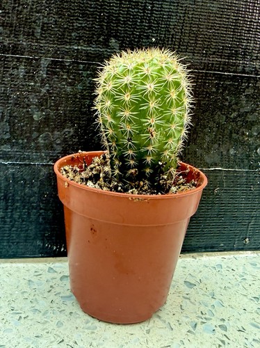 Actual plant echinopsis - actual, plant.
