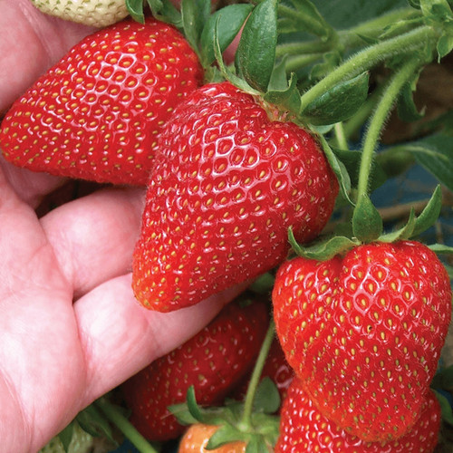 Strawberry cambridge - 6,