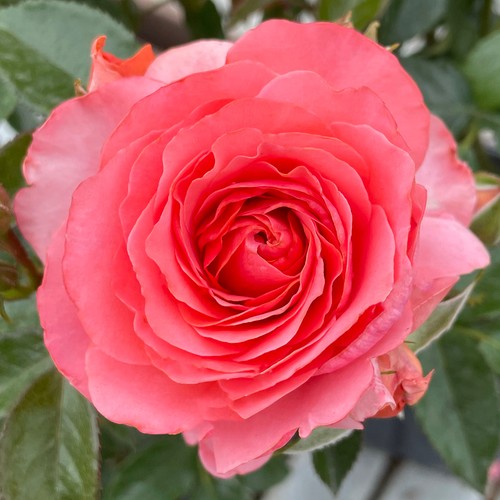 Harkness potted rose best - rose, 'best