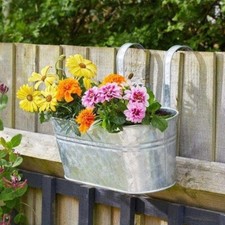 Hanging garden flower - hanging,