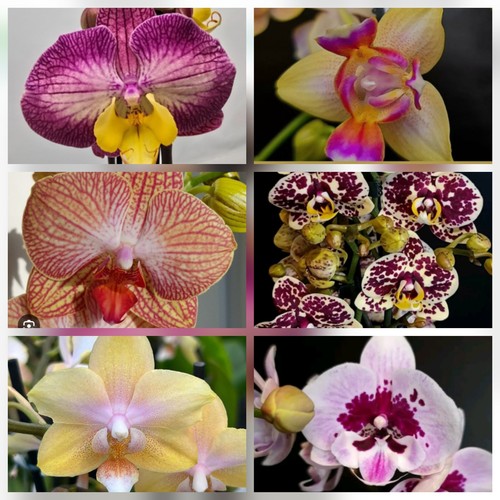 Phalaenopsis surprise - phalaenopsis,
