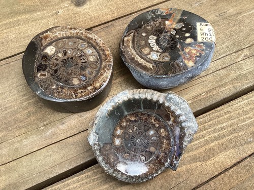 Vintage polished ammonite - vintage,