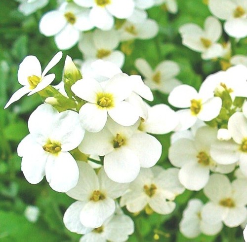 Arabis caucasica 9cm pot - arabis,