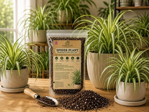 Premium spider plant - premium,