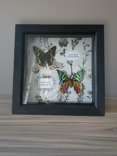 Framed taxidermy madagascan - framed,