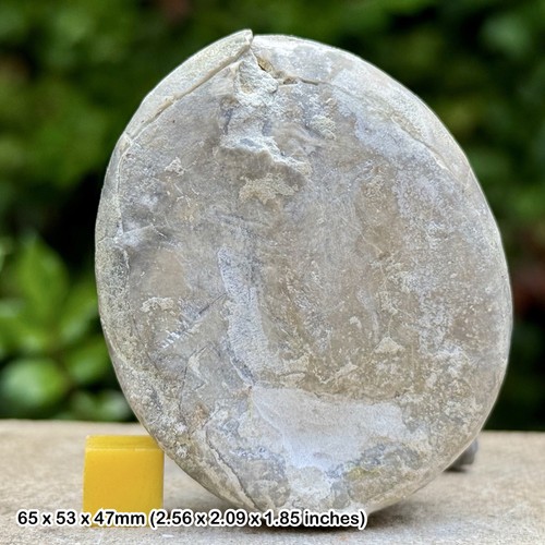 Echinocorys scutata fossil - echinocorys,