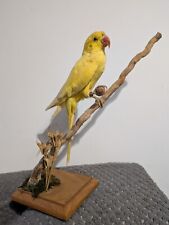 Taxidermy Ring Neck Parakeet