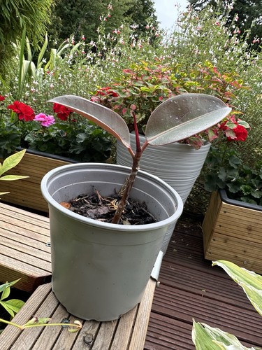 Rubber plant ficus robusta - ficus,
