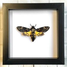 Death's Head Hawk Moth