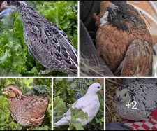 BOBWHITE quail eggs