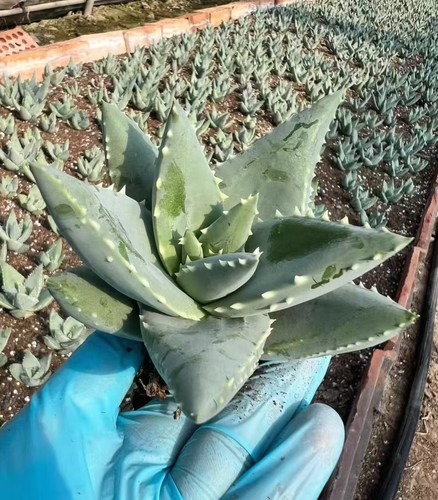 Aloe pillansii random own - pillansii, root