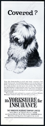 1963 old english sheepdog - 1963,