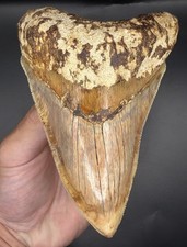 LARGE Indonesian Megalodon