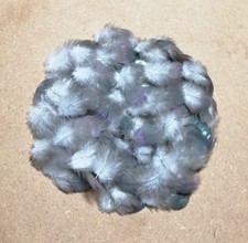 Iridescent wood pigeon feathers x100