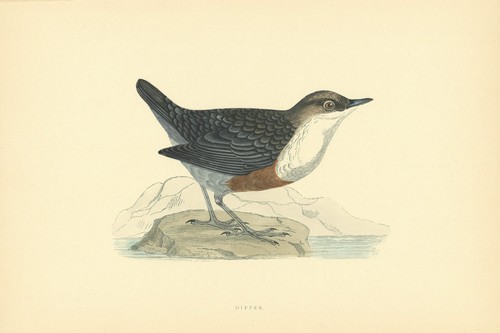 Dipper morris british - dipper., morris's