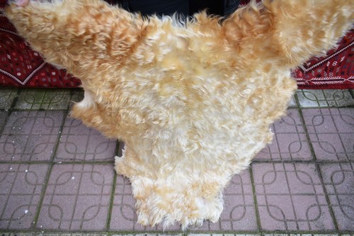 Angora goat leather goatskin - angora,
