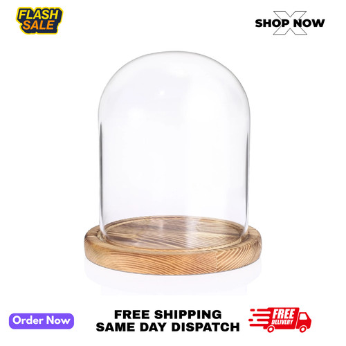 Sumnacon glass display - display, cloche