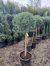 Arizona cypress 25L 140cm Tall