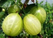 Gooseberry 'Invicta' ready  to
