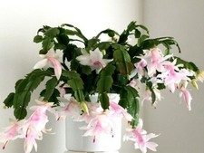 White Christmas Cactus rooted cutting BLOOMING 