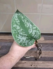 Scindapsus Pictus Exotica Treubii / Trebie Silver Satin Rare Rooted cutting