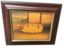 Gloucester Old Spot Pig by