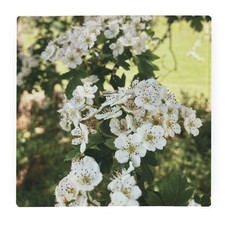 White Blossoms Square Glass