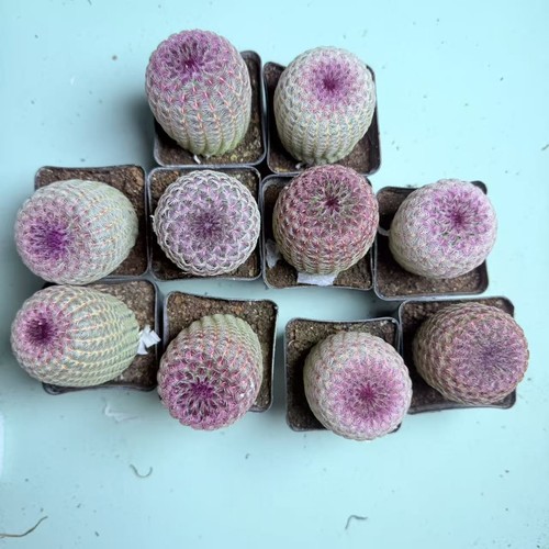 10pcs 4cm echinocereus - 10pcs,