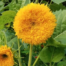 Tall Teddy Bear Sunflower