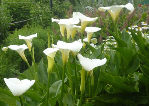 All white flower - white, for