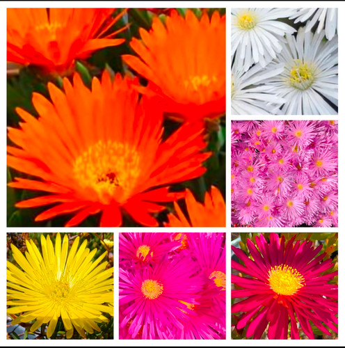 10x fresh lampranthus - fresh, lampranthus/ice