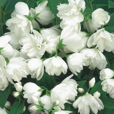 Philadelphus Snowbelle Compact