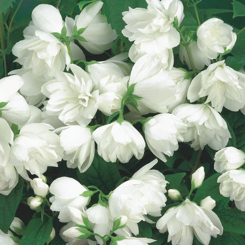 Philadelphus snowbelle compact - philadelphus,