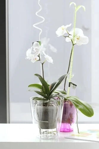 Clear orchid plant - plant, 1.5l