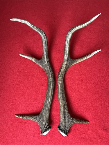 Pair red deer - pair,