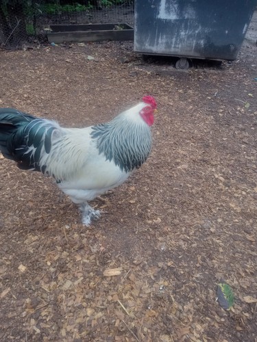 Light brahma hatching eggs - brahma,