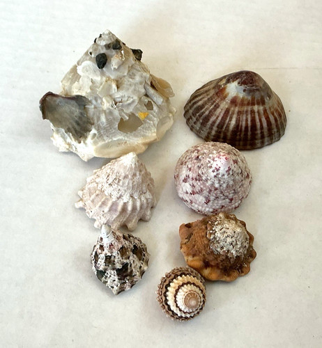 Vintage seashell lot - lot-7, carrier
