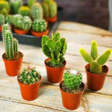 Mini cactus rare gift - rare, house